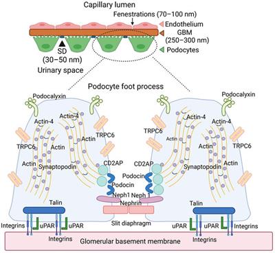 Controversies in Podocyte Loss: Death or Detachment?